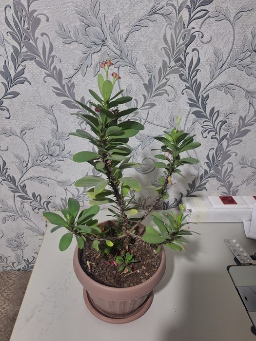 Домашние комнатные цветы продам