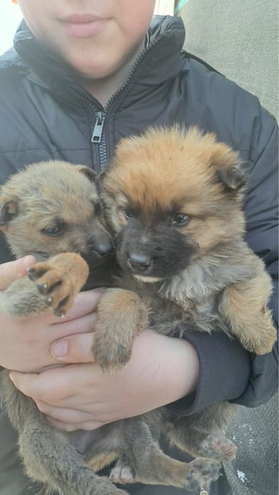 Отдадим щенков в добрые руки