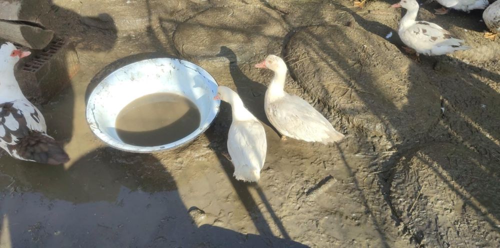 Rate mute de vanzare