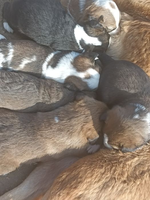 Onasi chupon otasi alabay bir dona modasi qolgan tekin bervoraman