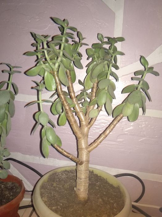 Денежныи цветы .