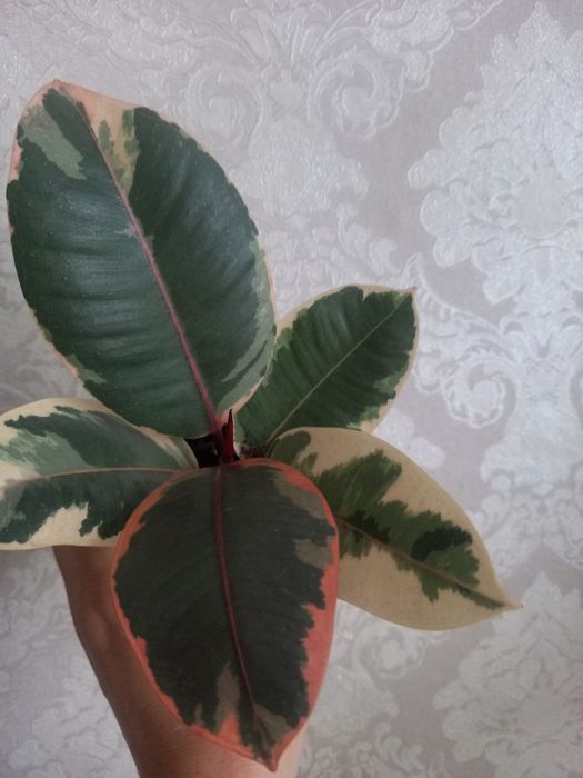 Продам цветы разные