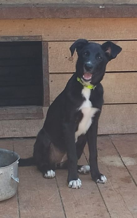 Ищет самые добрые руки СТЕРИЛИЗОВАННАЯ девочка Гера