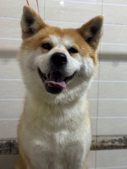 Пропала собака Акита ину Хатико