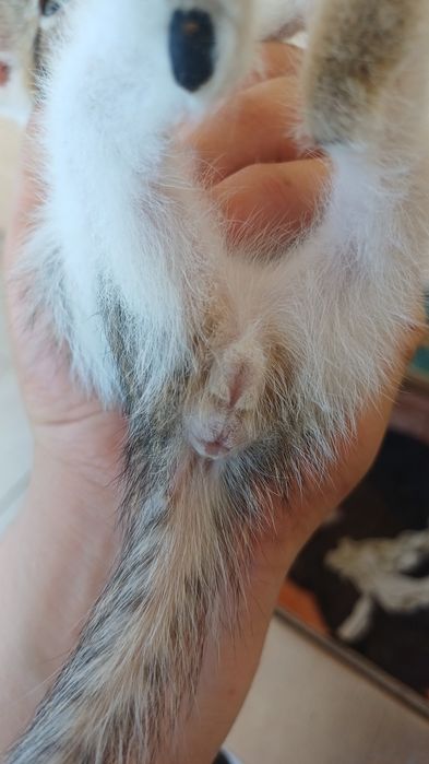 Кошка чисти кому нужно