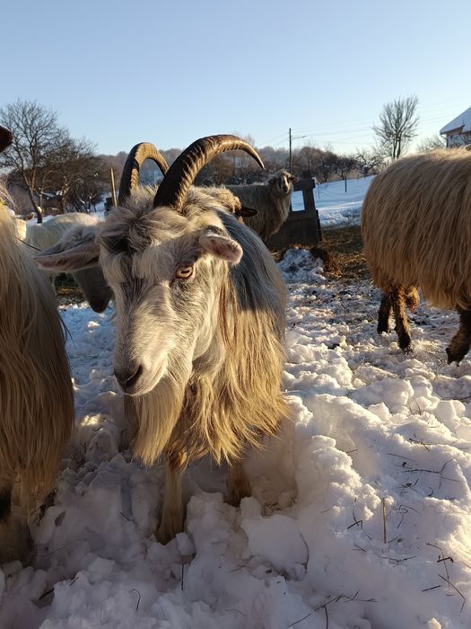 Vând capra  la a 2 a fătare