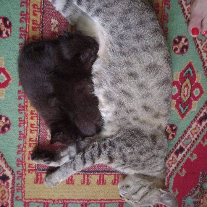 Котята для удачи