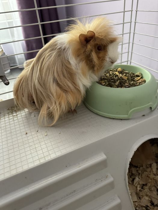 Сладки морски свинчета.