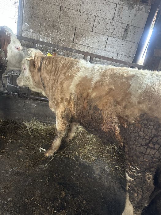 Taur……………………………..