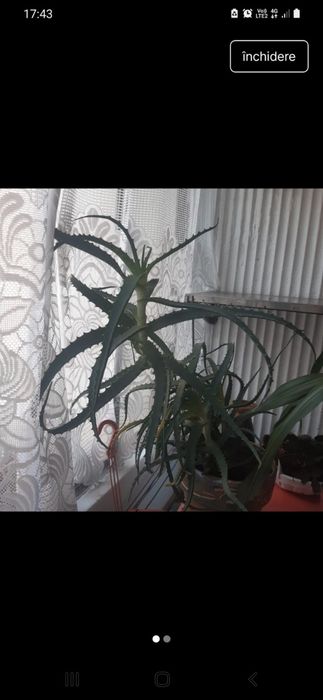 Aloe Vera arborescens