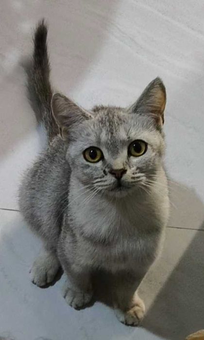 потерялась кошечка рива