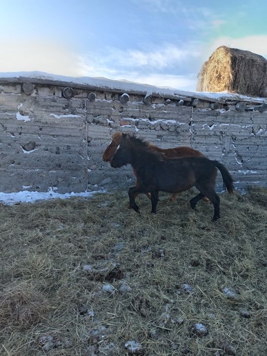 Продам жабагы 4 бас