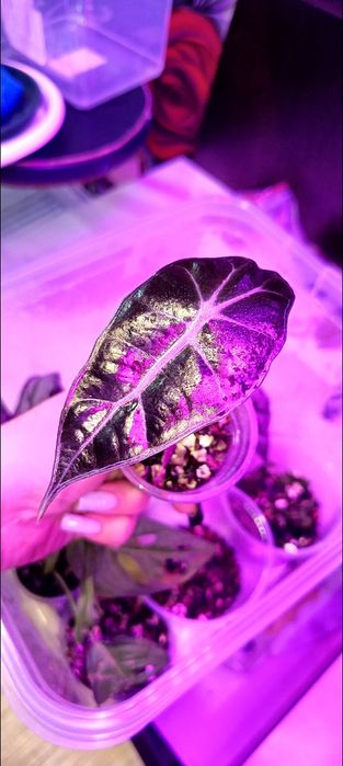 Продам деток Алоказии Полли