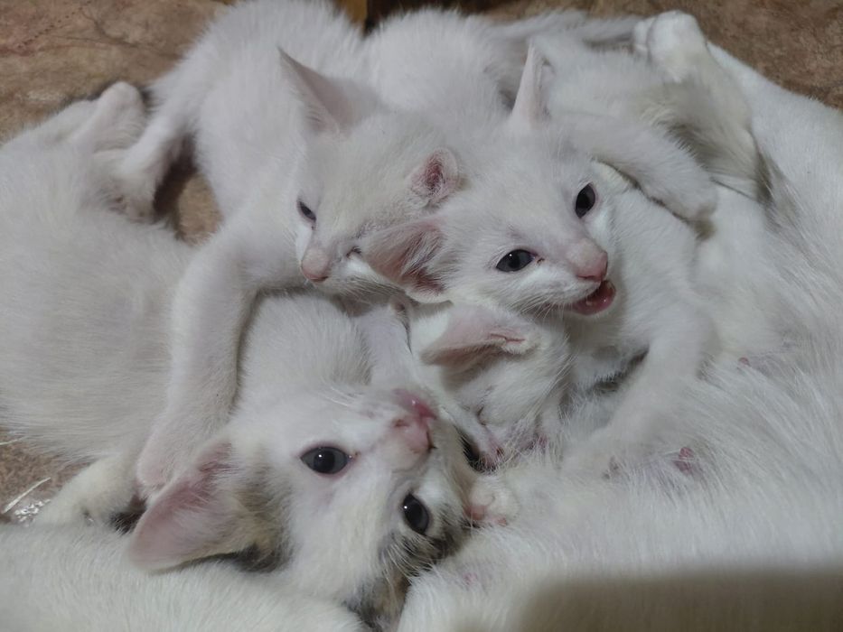 Отдам красивых котят.
