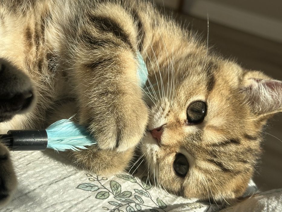 Мраморная шиншилла котенок