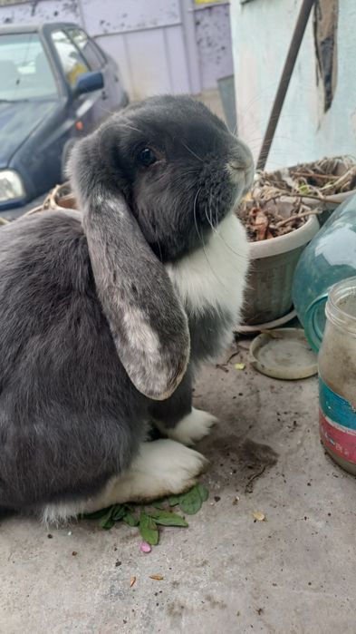 Продам кролиху и крола