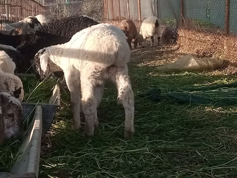 2 ta qochqorcha sotiladi shirboz