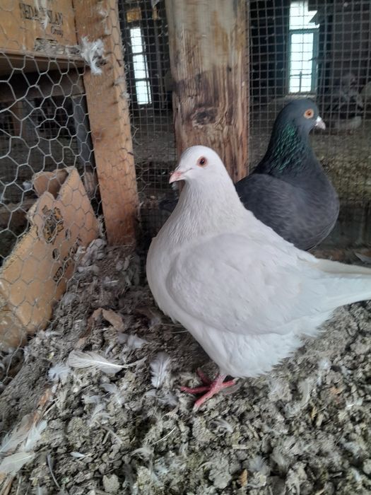 Porumbei Texani  de vanzare