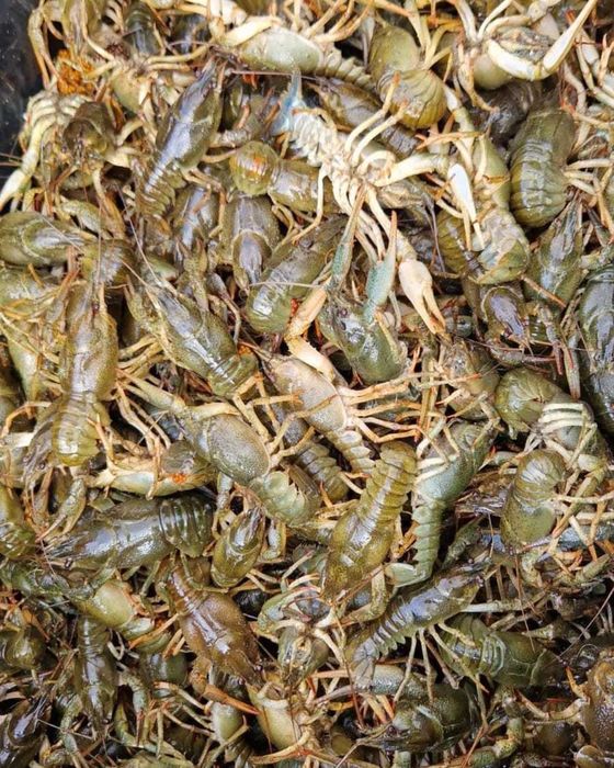 Самые крупные! Самые вкусные раки!