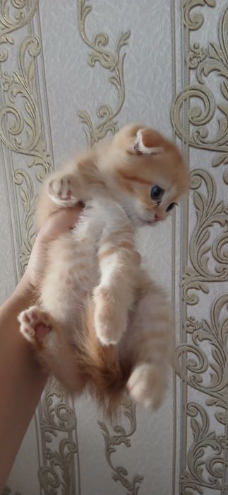 Продаются Котята