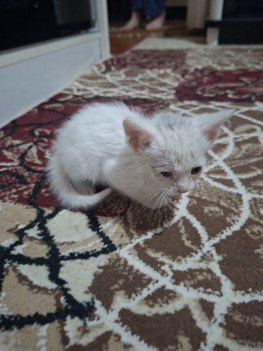 Котёнок  белого цвета