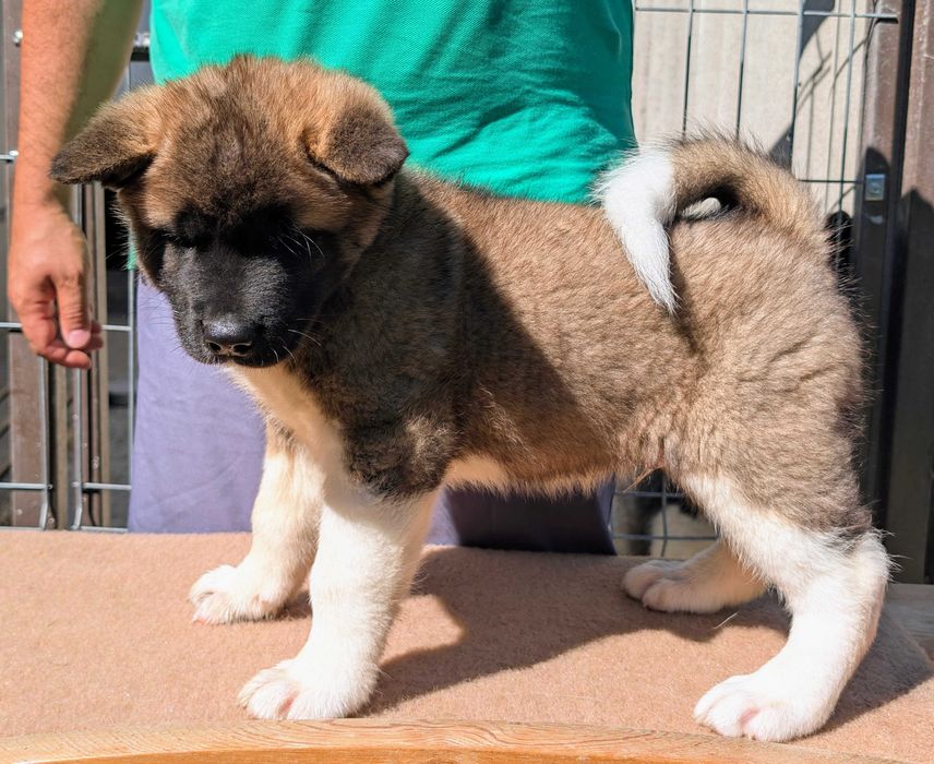 Mascul Akita American cu sânge premium - din linie de campion mondial