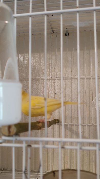 Продаю канарейку самка