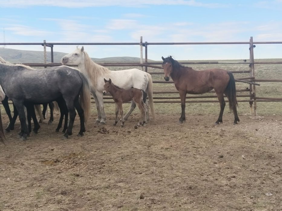 Осы бие сатылады