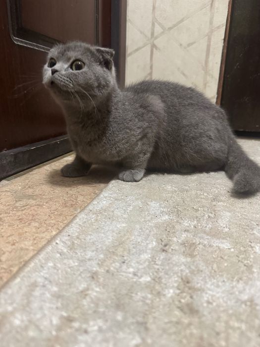 Кошка скотиш фолд .