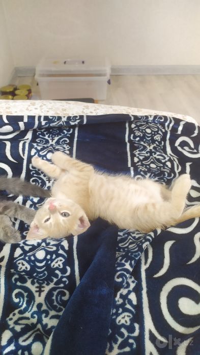 Котёнок 1,5 месяца. В Чирчике.