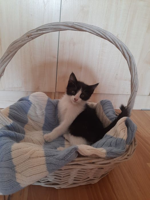Отдаю котёнка в добрые руки