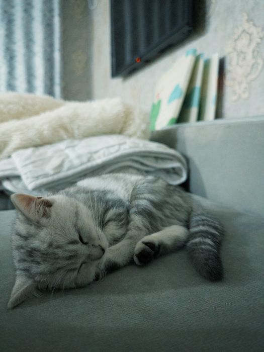 Котенок британский