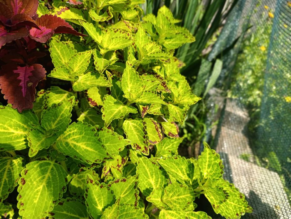 Продам цветы , колиусы , срез 500 тг