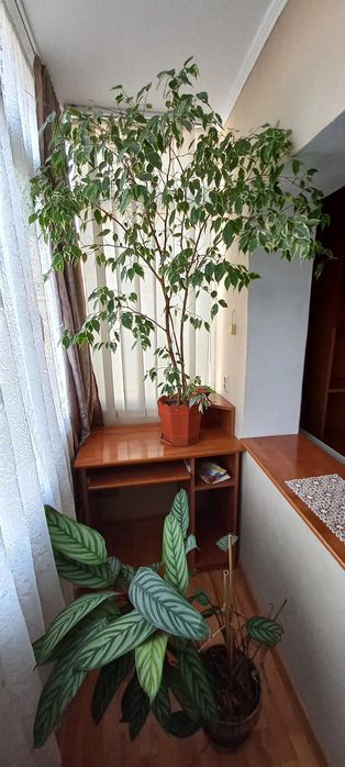 Închiriez garsoniera