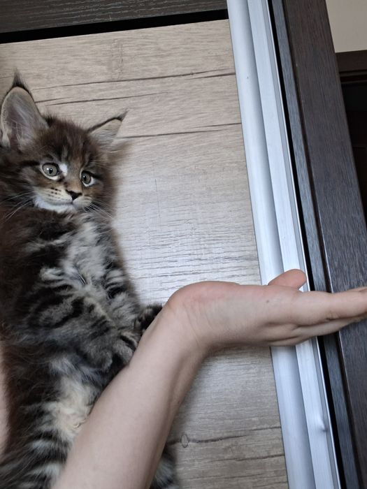 Продаются Мэйнкун