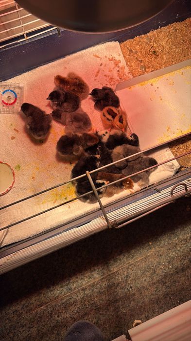 Pui de găina australop și Wyandotte