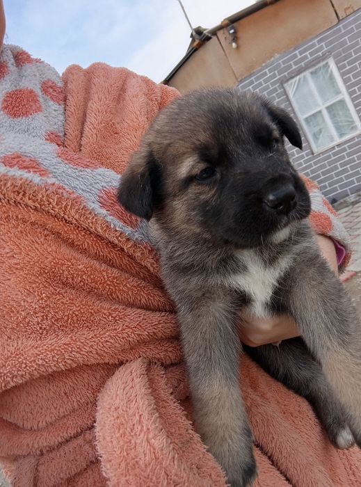 Отдам щенков в добрые руки