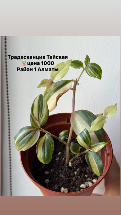 Продам комнатные цветы бегонии, олеандр