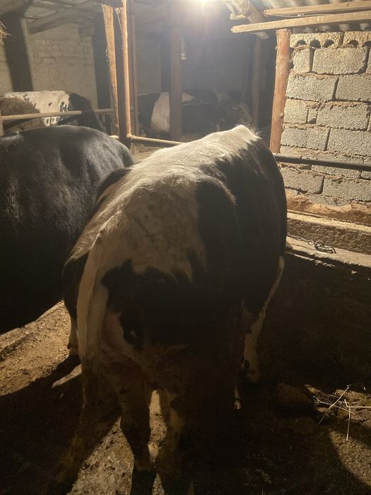 4 бас бука 2 жасар сатылады