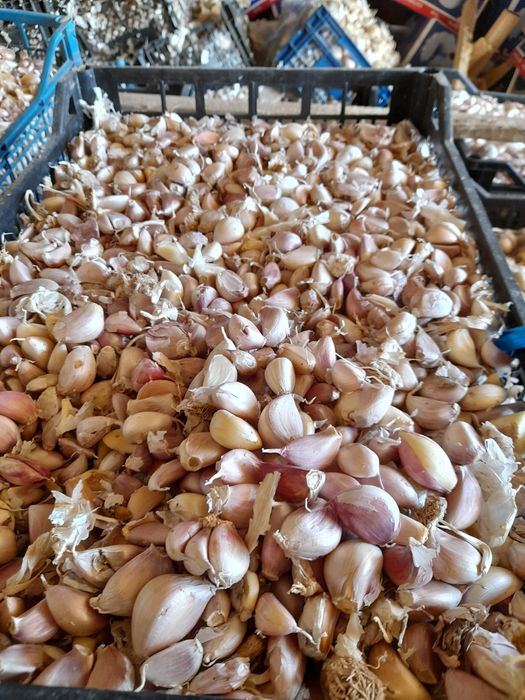 Vand Usturoi de pus in pamant !! 3lei URGENT