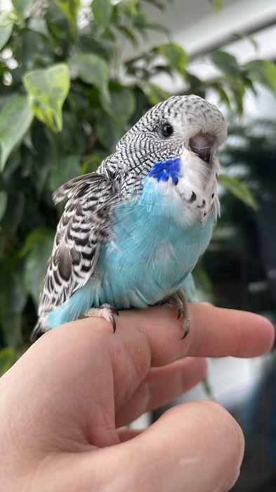 Продам попугаев Чехи