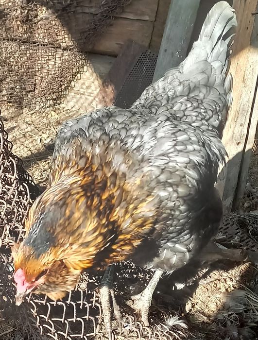 Инкубационное яйцо