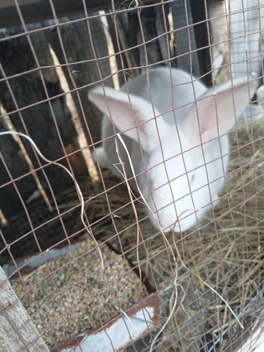 Продам кроликов  .