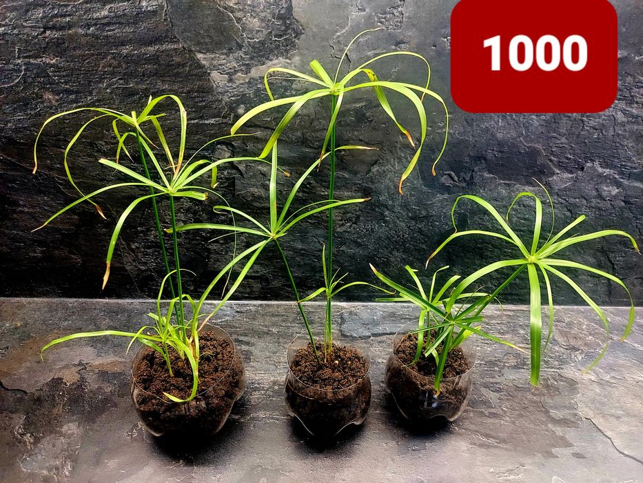 Продам циперус 1000тнг