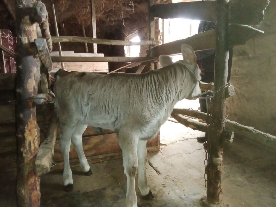 Бұзаулы сиыр, бірінші тума.