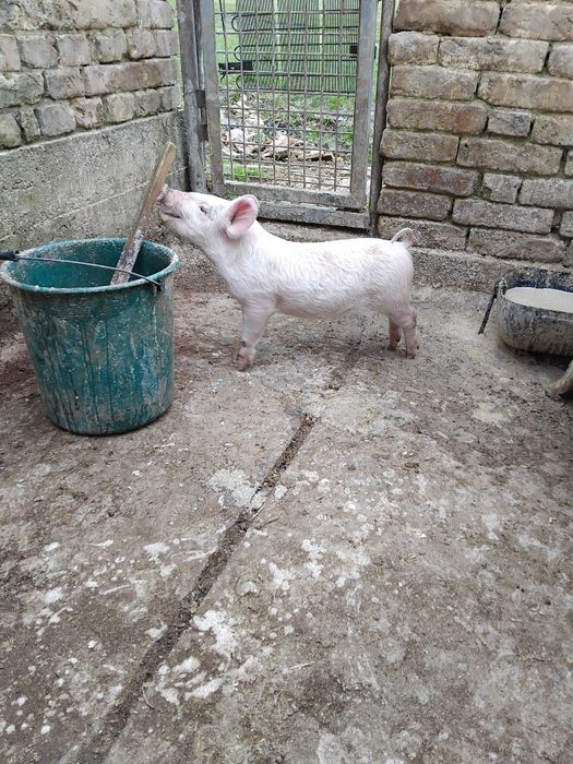 Малки прасенца..