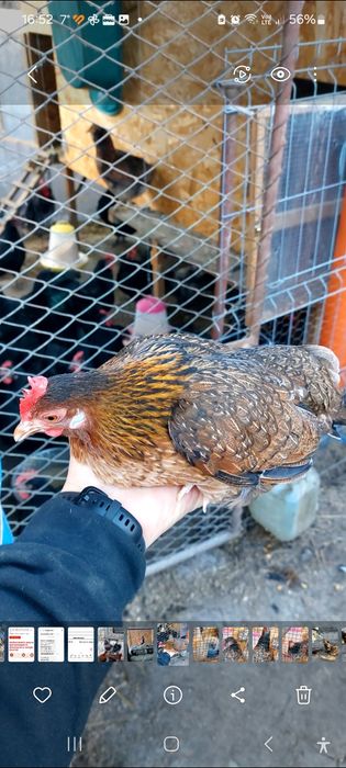 Gaini  americane , Oua consum de gaina la 2 lei