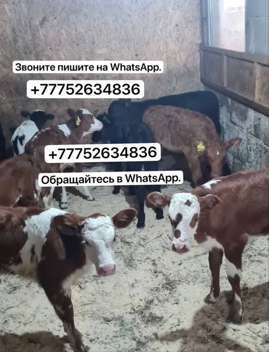 Бычки телята продам