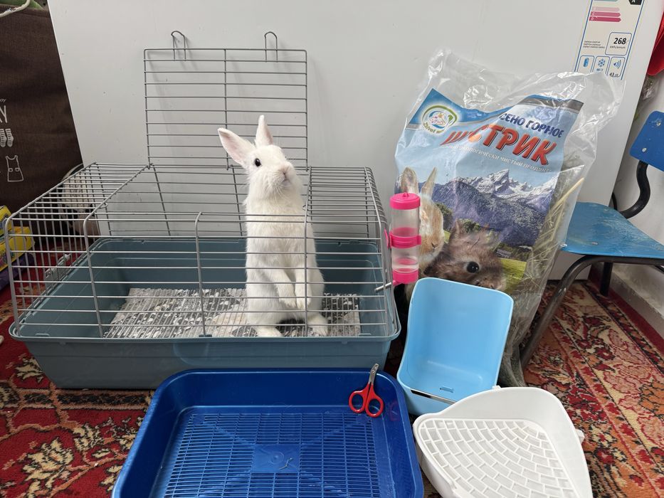 Декоротивный кролик