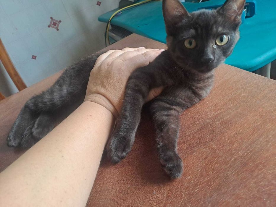 Красивые кошки и коты в добрые руки!!!